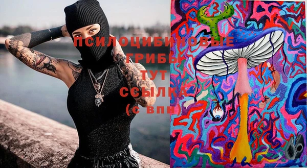 шишки Кодинск